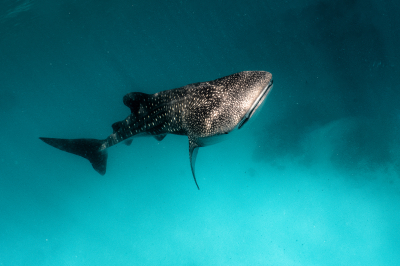 Diving with Whale Sharks: How to Make It an Eco-Friendly and Responsible Experience