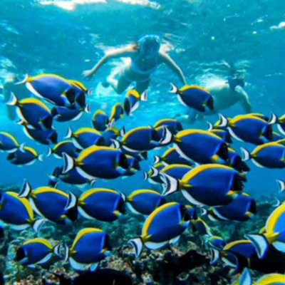 Night Snorkeling
