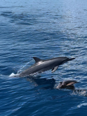 Dolphin Check