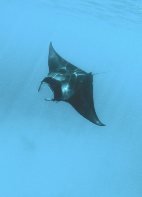Manta Ray