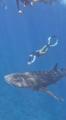 Whale Shark Excursion