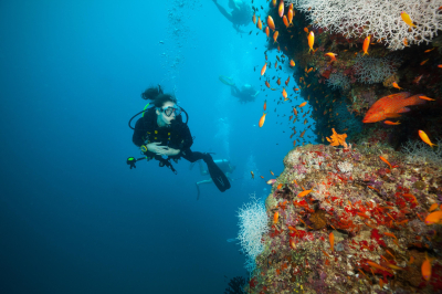 Diving & Marine Life