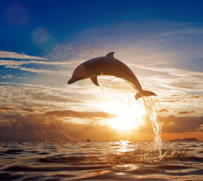 Sunset And Dolphin Cruise
