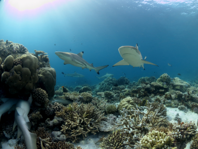 Baros House Reef