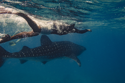 Whale Shark
