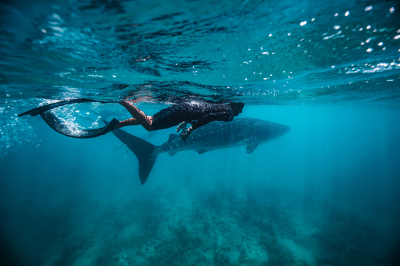 Whale Shark