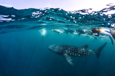 Whale Shark Expedition