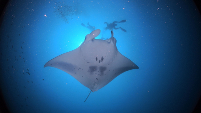 Manta Ray Adventure