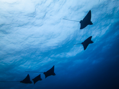Manta Ray