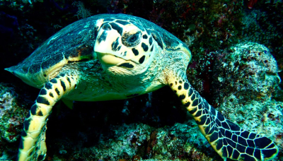Turtle Bay